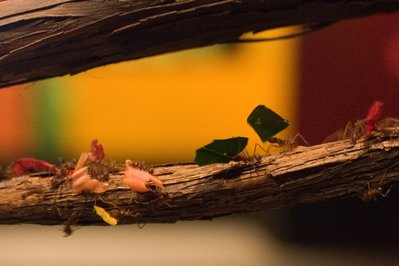 Montreal Insectarium in Montreal, Canada – Museum Information gallery image