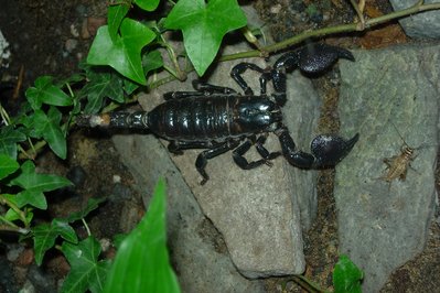 Montreal Insectarium in Montreal, Canada – Museum Information gallery image