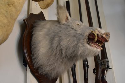 Musée de la Nature in Saguenay, Canada – Museum Information gallery image