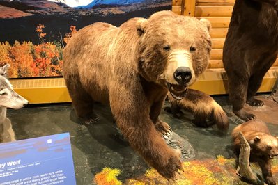 MacBride Museum of Yukon History in Whitehorse, Canada – Museum Information gallery image