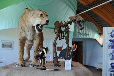 Yukon Beringia Interpretive Centre in Whitehorse, Canada – Museum Information gallery image