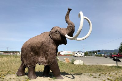 Yukon Beringia Interpretive Centre in Whitehorse, Canada – Museum Information gallery image