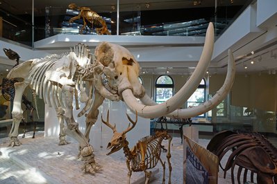 Natural History Museum of Los Angeles County in Los Angeles, Chile – Museum Information gallery image