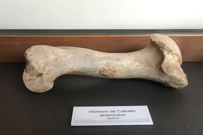 Archaeological Museum of La Serena in La Serena, Chile – Museum Information gallery image