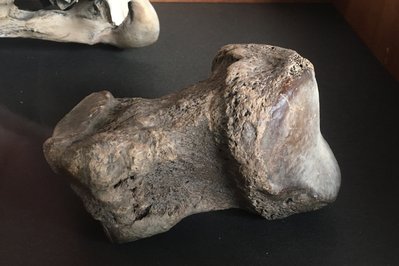 Archaeological Museum of La Serena in La Serena, Chile – Museum Information gallery image