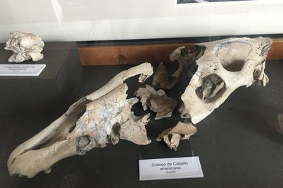 Archaeological Museum of La Serena in La Serena, Chile – Museum Information gallery image