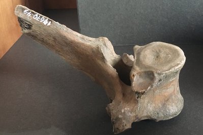 Archaeological Museum of La Serena in La Serena, Chile – Museum Information gallery image