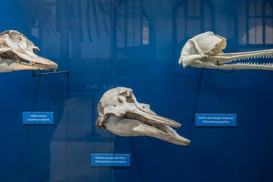 Museum of National History of Chile in Santiago, Chile – Museum Information gallery image