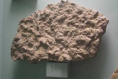 National Museum of Natural History in Santiago, Chile – Museum Information gallery image