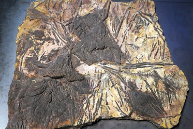 Museum of Rocks, Minerals & Fossils in Medellin, Colombia – Museum Information gallery image