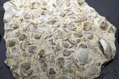 Museum of Rocks, Minerals & Fossils in Medellin, Colombia – Museum Information gallery image