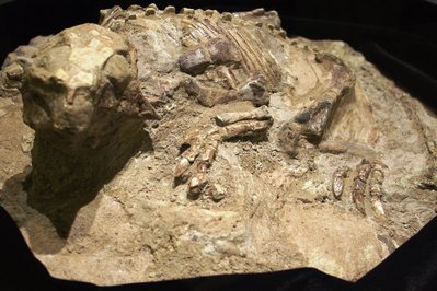 Museum of Rocks, Minerals & Fossils in Medellin, Colombia – Museum Information gallery image