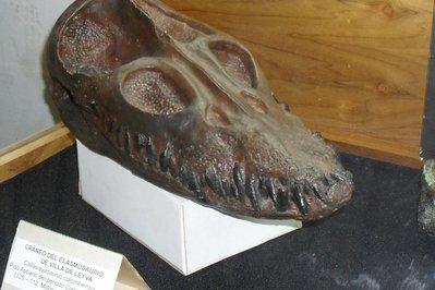 Museo Paleontológico de Villa de Leyva in Villa de Leyva, Colombia – Museum Information gallery image
