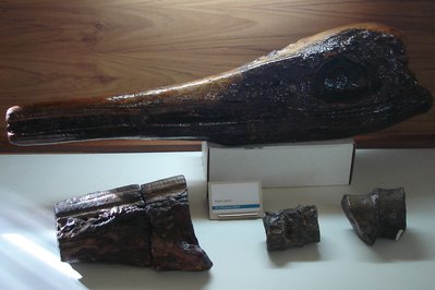 Museo Paleontológico de Villa de Leyva in Villa de Leyva, Colombia – Museum Information gallery image