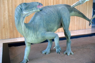 Museo Paleontológico de Cuenca in Cuenca, Ecuador – Museum Information gallery image