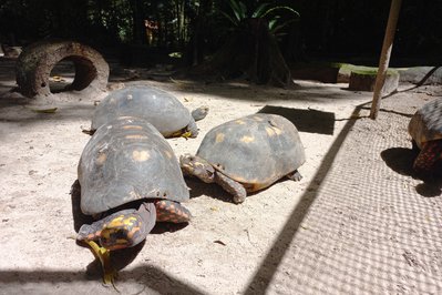 Bosque Botanico. in El Oro, Ecuador – Museum Information gallery image