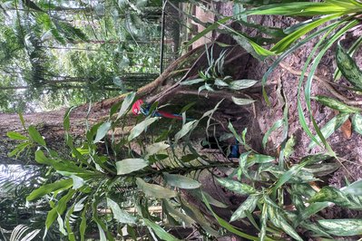 Bosque Botanico. in El Oro, Ecuador – Museum Information gallery image