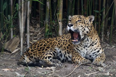 Casa Jaguar in Guayaquil, Ecuador – Museum Information gallery image