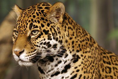 Casa Jaguar in Guayaquil, Ecuador – Museum Information gallery image