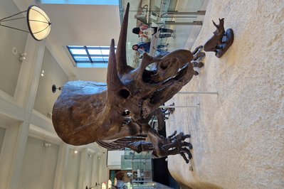 Museum of the Dinosaurs in Quito, Ecuador – Museum Information gallery image