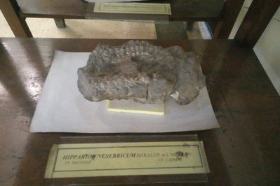 Museum of Paleontology and Geology in Athens, Greece – Museum Information gallery image