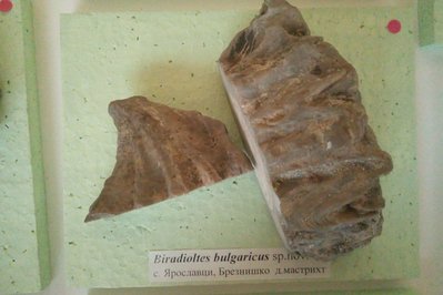 Museum of Paleontology and Geology in Athens, Greece – Museum Information gallery image