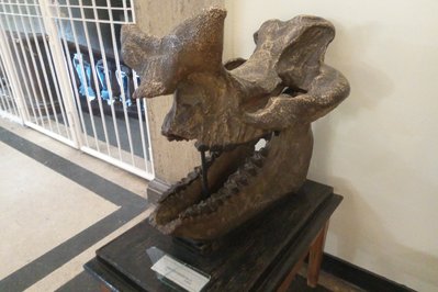 Museum of Paleontology and Geology in Athens, Greece – Museum Information gallery image