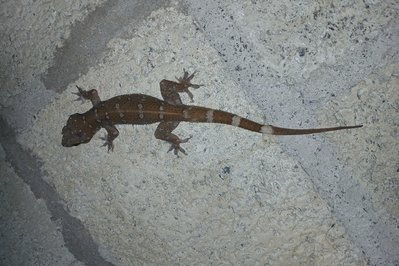 The House of Reptiles in Thessaloniki, Greece – Museum Information gallery image