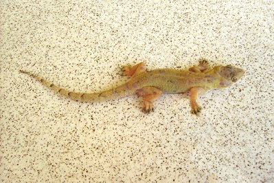 The House of Reptiles in Thessaloniki, Greece – Museum Information gallery image