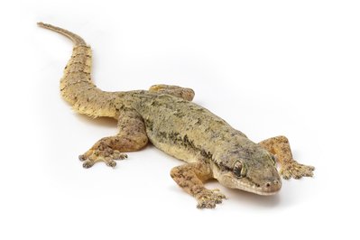 The House of Reptiles in Thessaloniki, Greece – Museum Information gallery image