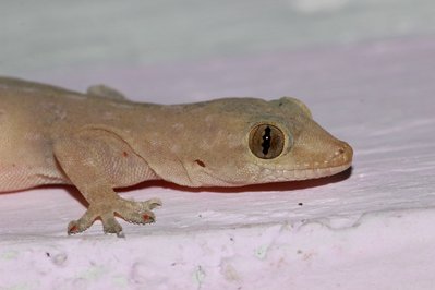 The House of Reptiles in Thessaloniki, Greece – Museum Information gallery image