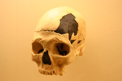 Homo Sapiens Museum in Heraklion, Greece – Museum Information gallery image