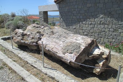 Natural History Museum of the Lesvos Petrified Forest in Lesvos, Greece – Museum Information gallery image