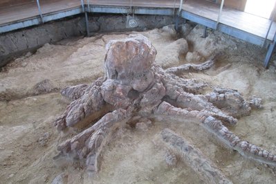 Natural History Museum of the Lesvos Petrified Forest in Lesvos, Greece – Museum Information gallery image