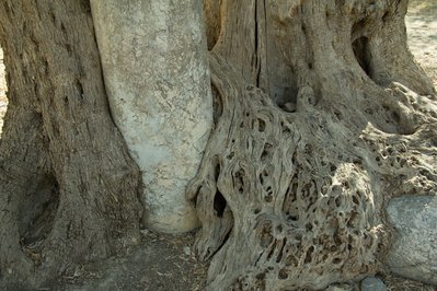 Ancient Gortys in Peloponnese, Greece – Museum Information gallery image