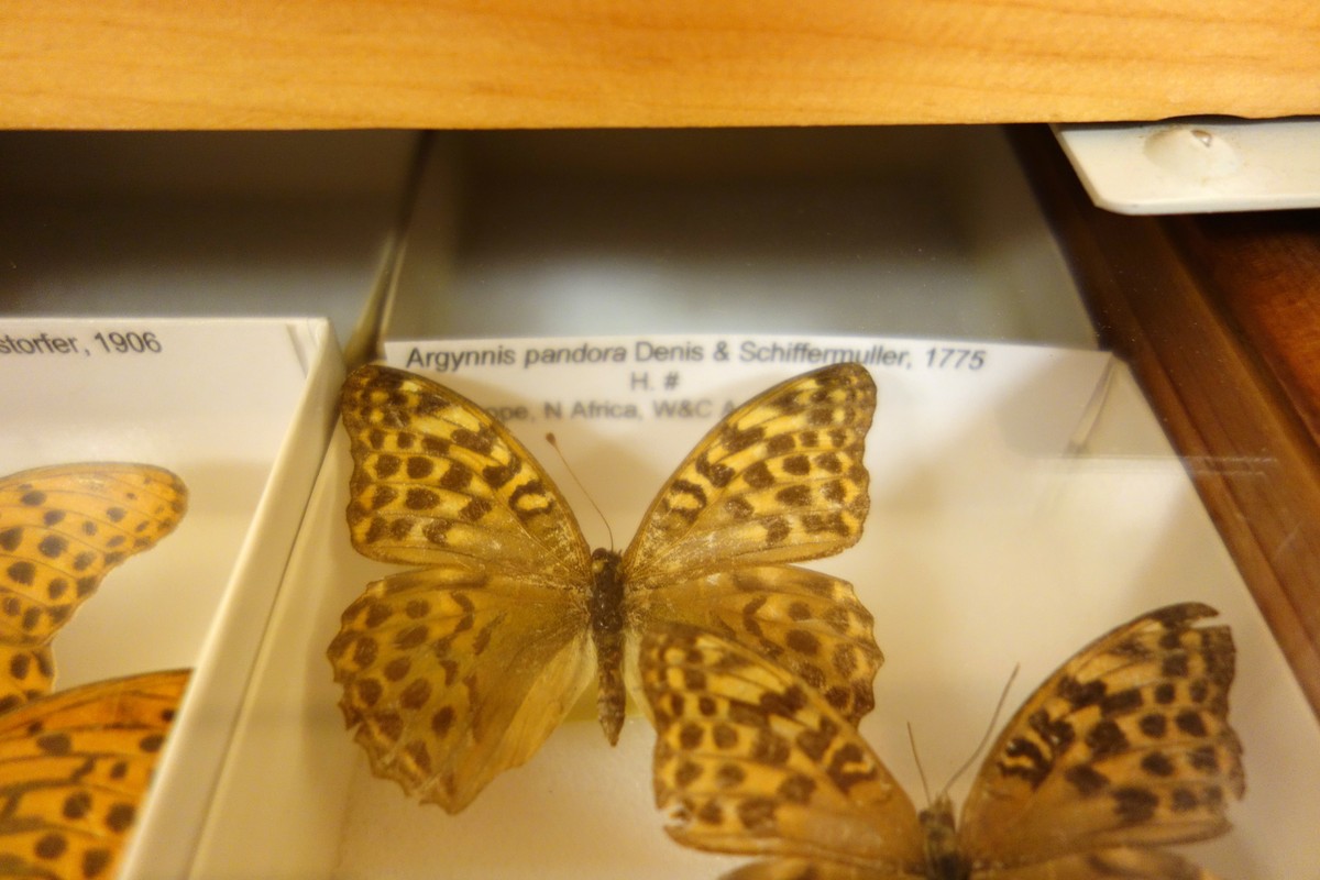 Entomological Museum in Volos, Greece – Museum Information