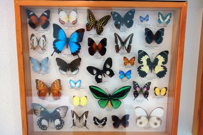 Entomological Museum in Volos, Greece – Museum Information gallery image