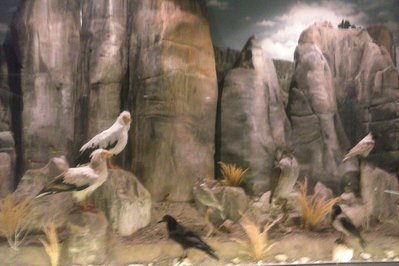 Natural History Museum of Meteora and Mushroom Museum in Thessaly, Greece – Museum Information gallery image