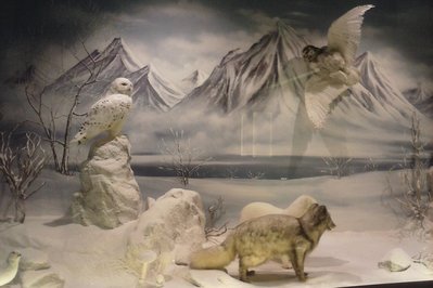 Natural History Museum of Meteora and Mushroom Museum in Thessaly, Greece – Museum Information gallery image