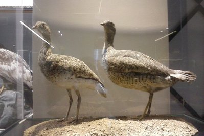 Natural History Museum of Meteora and Mushroom Museum in Thessaly, Greece – Museum Information gallery image