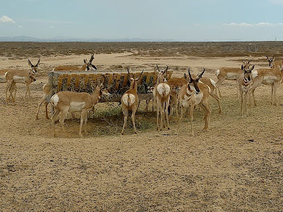 MUBE Museo del Berrendo Peninsular in Guerrero Negro, Mexico – Museum Information