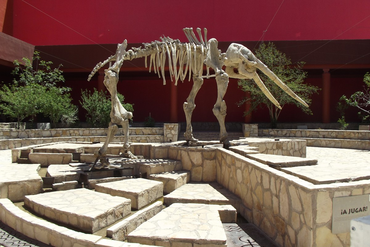 Museo del Mamut in Chihuahua, Mexico – Museum Information