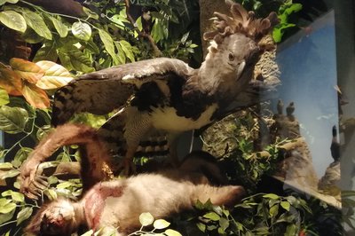 Museo de Las Aves de Mexico in Saltillo, Mexico – Museum Information gallery image