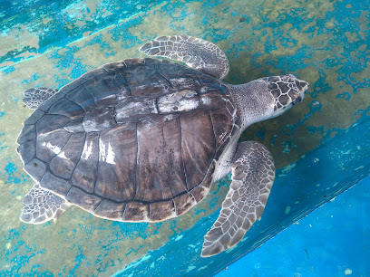 Centro Mexicano de la Tortuga in Mazunte, Mexico – Museum Information