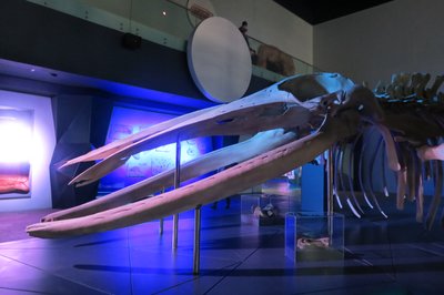 Museo de la Evolucion Puebla in Puebla, Mexico – Museum Information gallery image