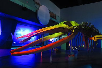 Museo de la Evolucion Puebla in Puebla, Mexico – Museum Information gallery image