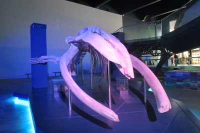 Museo de la Evolucion Puebla in Puebla, Mexico – Museum Information gallery image
