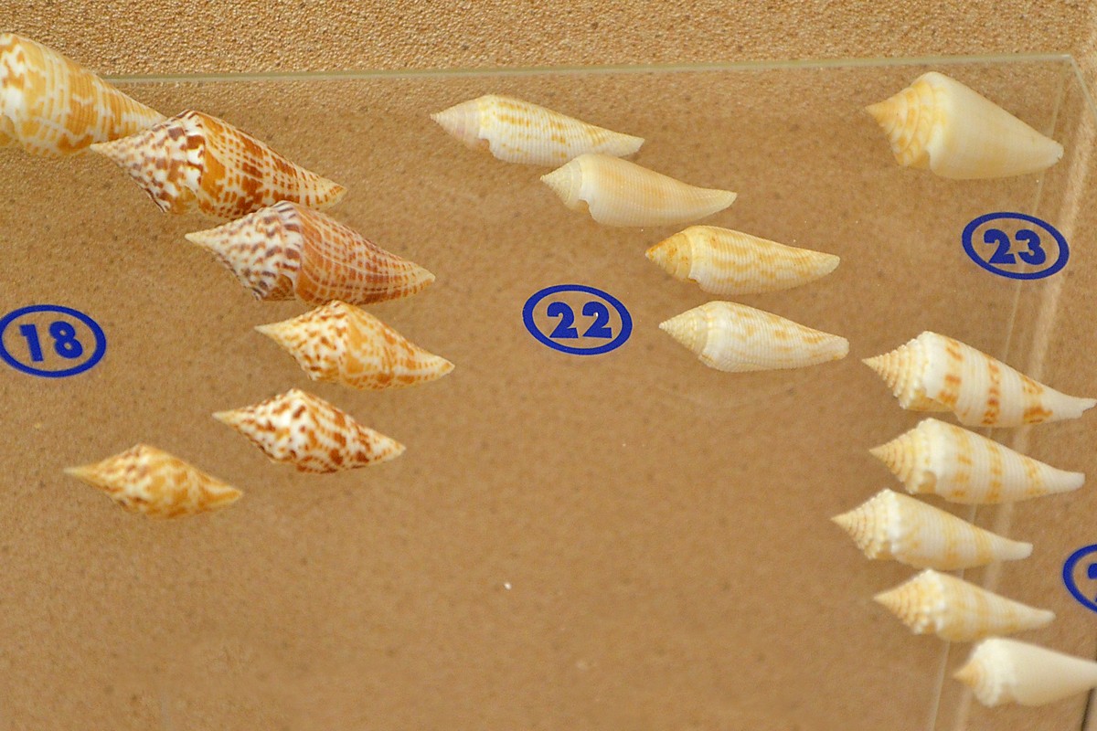 The Seashell Museum in Puerto Penasco, Mexico – Museum Information