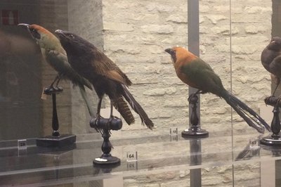 Museo de Ciencias Naturales in Toluca, Mexico – Museum Information gallery image