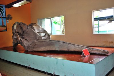 Museo Marino Comunitario in Tecolutla, Mexico – Museum Information gallery image